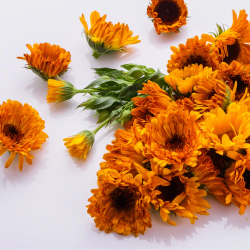 Huile d'Arnica biologique - Image 3