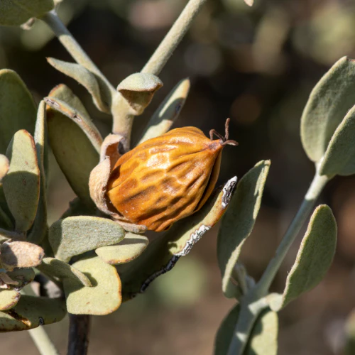 Huile de jojoba biologique - Image 4