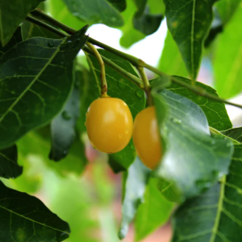 Huile de margousier biologique (Neem) - Image 3