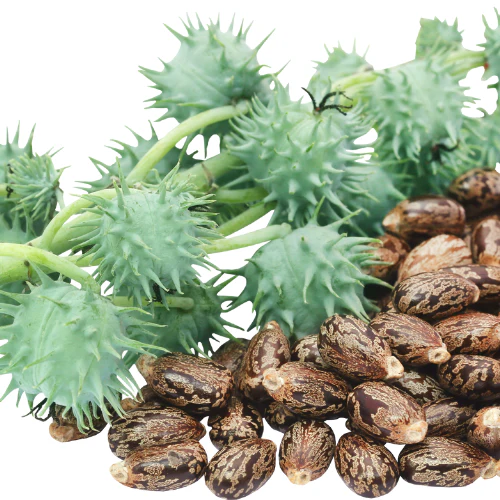 Huile de ricin biologique (Castor oil) - (Palma Christi) sans hexane - Image 3